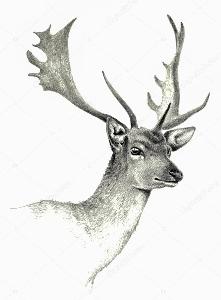 Deer Sketch. Pencil Drawing By Hand. Vector Image Royalty Free SVG,  Cliparts, Vectors, and Stock Illustration. Image 67873639.
