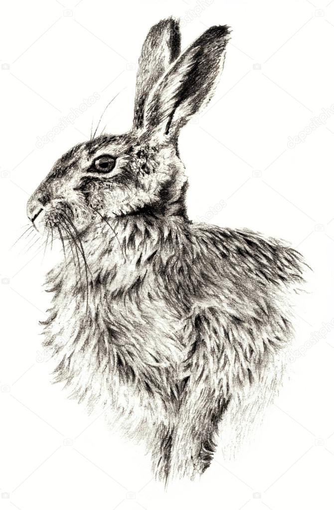 Peter Rabbit Pencil Drawing by Neil Darch – Chard WATCH CIC