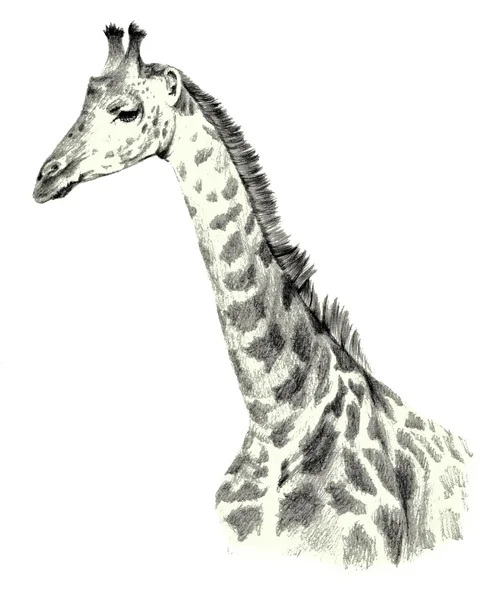 Desenho Retrato de um retrato de girafa sobre um fundo branco — Fotografia de Stock