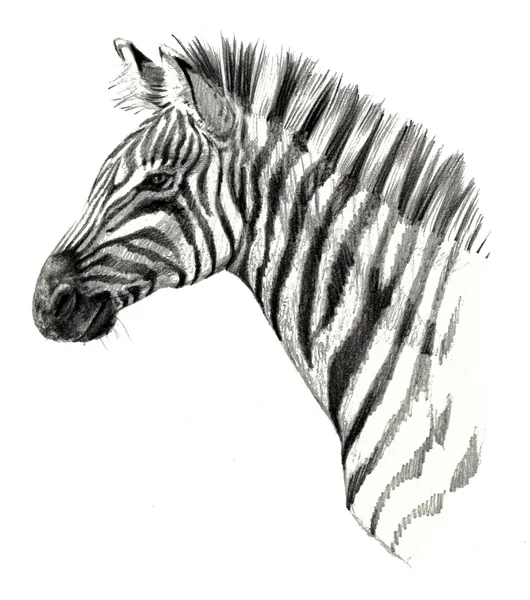 Desenho detalhado. Zebra cabeça isolada no fundo branco — Fotografia de Stock