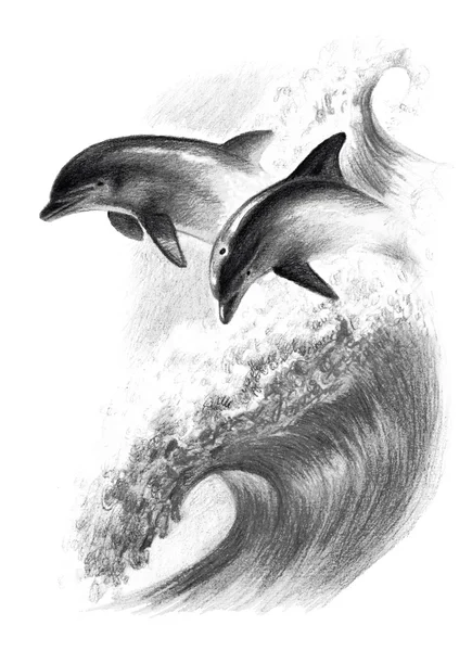 Desenho a lápis monocromático: dois golfinhos em uma onda — Fotografia de Stock