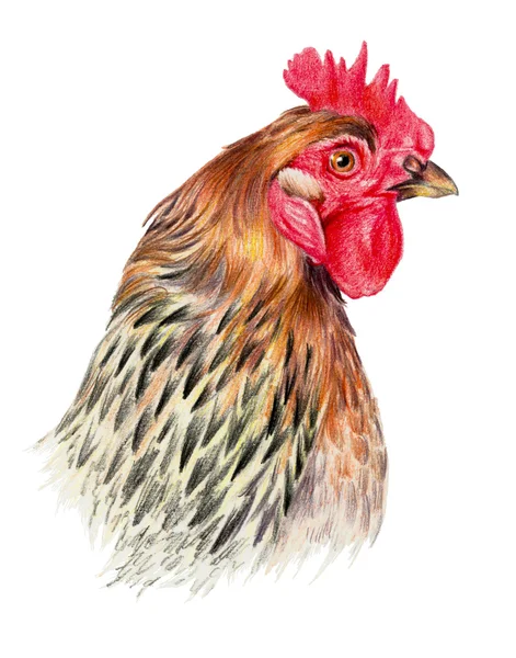 Dessin couleur avec crayons aquarelle. Tête de poulet de profil sur fond blanc . — Photo