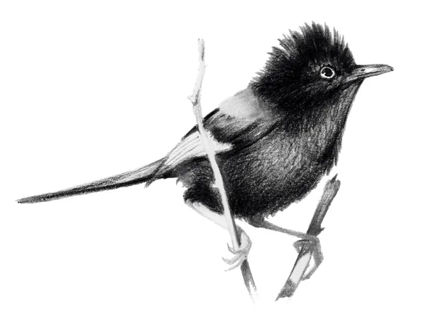 Red backed fairy wren sitting on a branch. Pencil drawing, isolated on white background — Stock Photo, Image