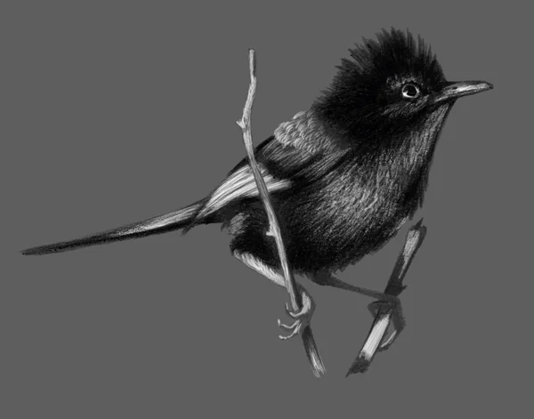 Red backed fairy wren sitting on a branch. Pencil drawing, isolated on gray background — Stock Photo, Image