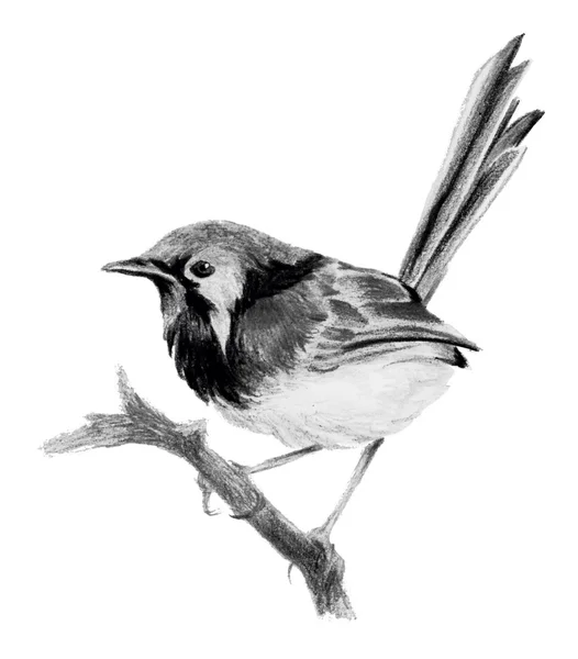 Lovely fairy wren (malyur) sitting on a branch. Pencil drawing, isolated on white background — Stock Photo, Image
