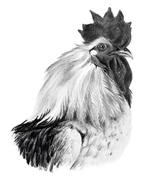 Grafische Zeichnung. Hahnenkopf im Profil auf weißem Hintergrund. — Stockfoto