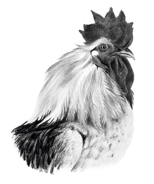 Un dessin graphique. Tête de coq de profil sur fond blanc . — Photo