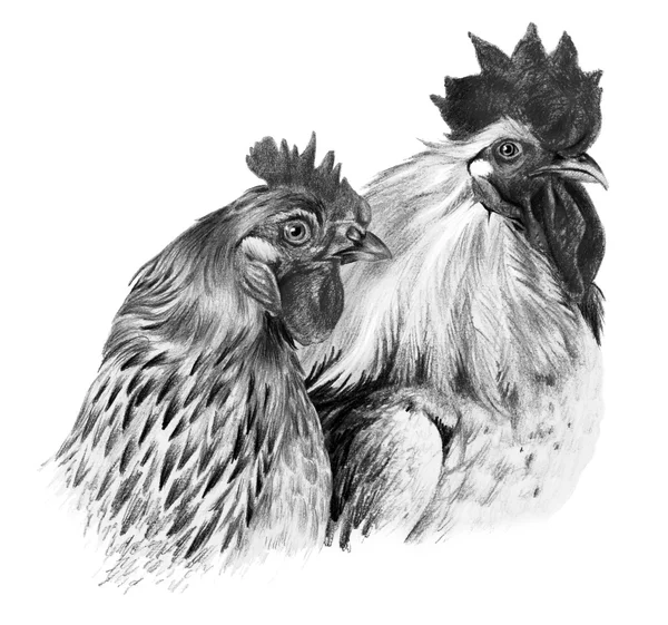 Graphic drawing. Hen and cock on white background — Stock Photo, Image