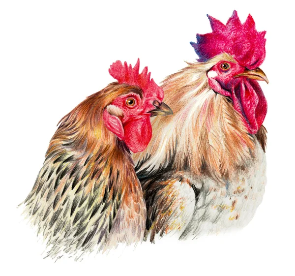 Dibujo en color con lápices de acuarela. Gallina y polla sobre fondo blanco —  Fotos de Stock