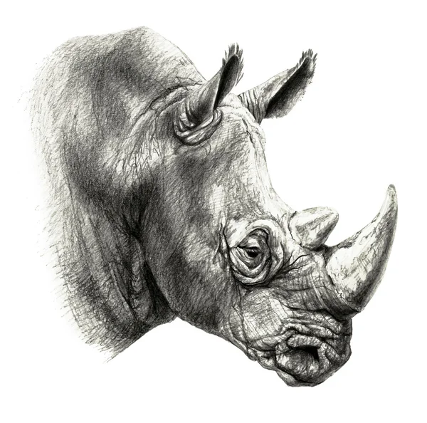 Рисунок носорог fotos de stock, imágenes de Рисунок носорог sin royalties |  Depositphotos