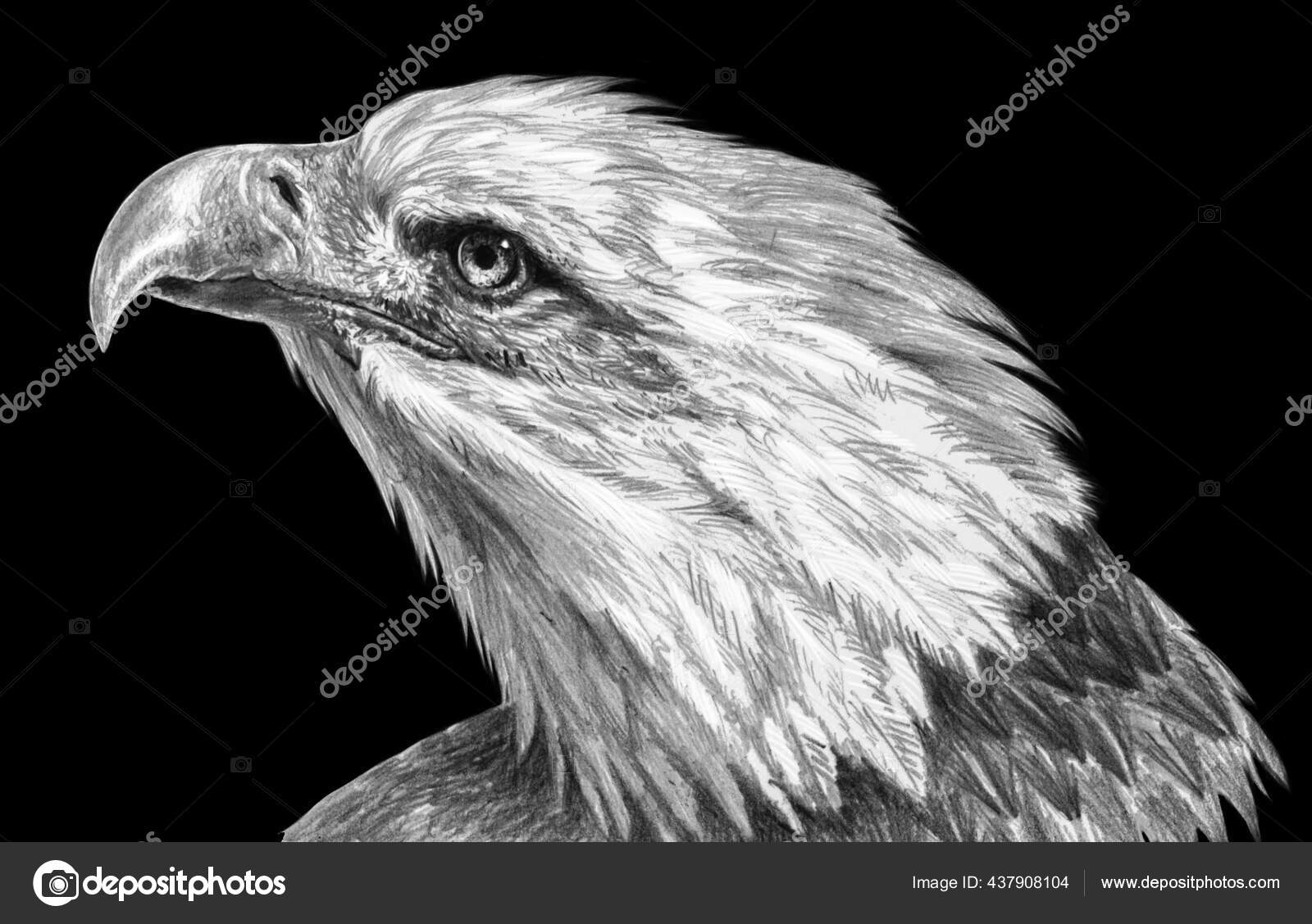 Desenho Realista Mão Livre Cabeça Águia Isolada Sobre Fundo Preto  Ilustração de ©FirsArt #437908104, image size:1600x1128
