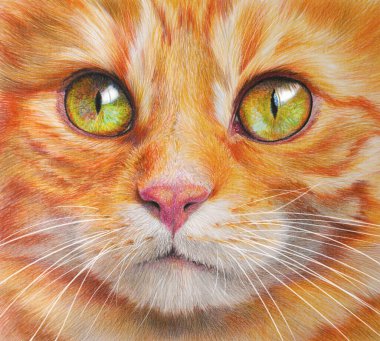Renkli bir kedi portresi. Beyaz arka planda evcil hayvan. Gerçekçi el çizimi