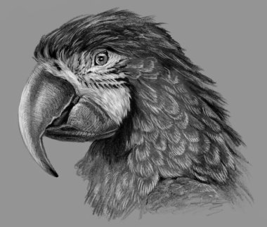 Tek renkli papağan gri arka planda izole edilmiş. El çizimi çizimi Ayrıntılı kalem çizimi