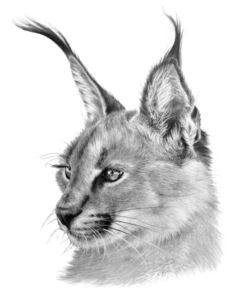 Bir Karakterin Portresini Çizmek Beyaz Arka Planda Vahşi Bir Kedi — Stok fotoğraf
