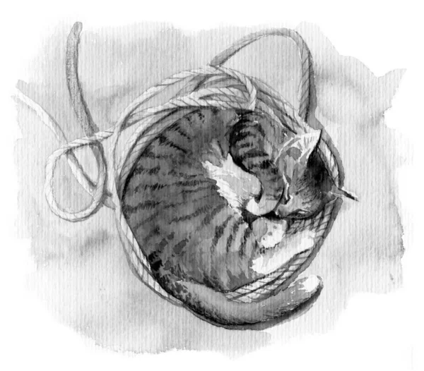 描述一只熟睡的猫 单色现实水彩画 — 图库照片
