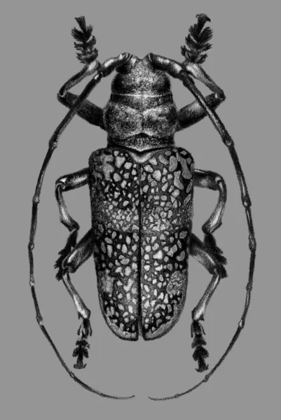 Monochrome Drawing Beetle Gray Background Realistic Hand Drawing — Stock Photo, Image