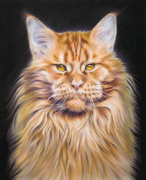 Colorful Handdrawing Portrait Maine Coon Cat Pet Black Background — Stock Photo, Image