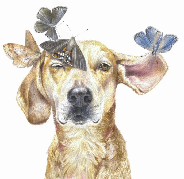 Retrato Cores Cão Com Borboletas Isoladas Fundo Branco Desenho Lápis — Fotografia de Stock