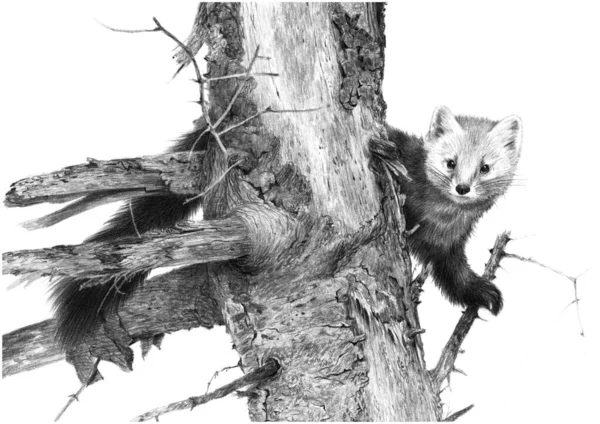 Monachromatická Kresba Tužkou Marten Starém Stromě Izolovaný Bílém Pozadí Realistická — Stock fotografie