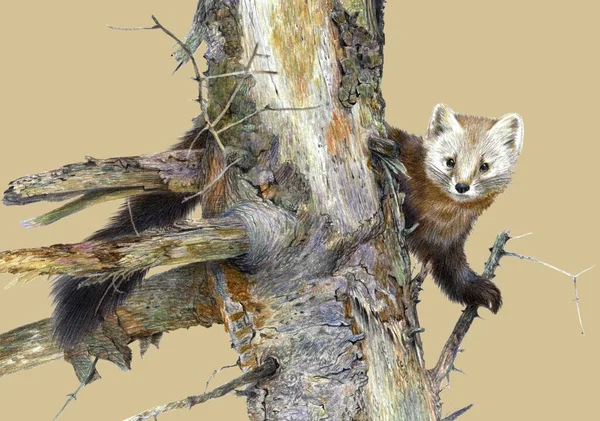 Kresba Tužkou Marten Starém Stromě Izolovaný Barevném Pozadí Realistická Ilustrace — Stock fotografie