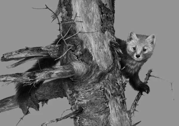 Černobílý Kresba Tužkou Marten Starém Stromě Izolovaný Šedém Pozadí Realistická — Stock fotografie