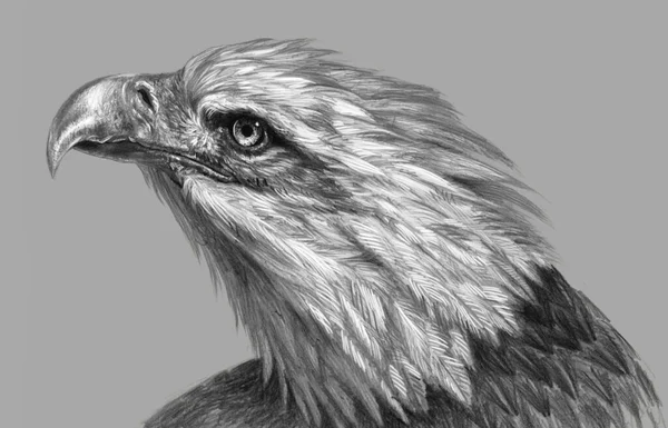 Dessin Réaliste Main Levée Tête Aigle Isolée Sur Fond Gris — Photo