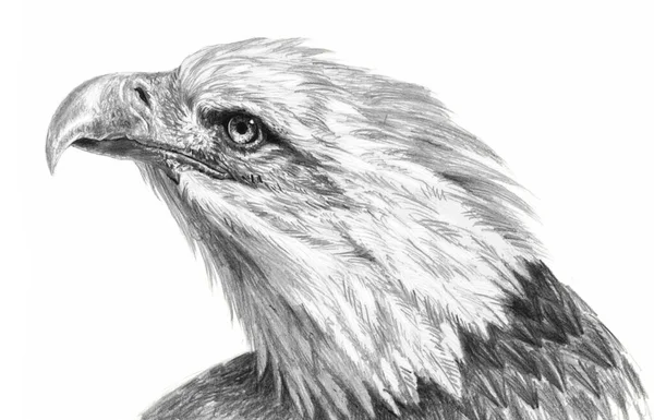 Dessin Réaliste Main Levée Tête Aigle Isolée Sur Fond Blanc — Photo