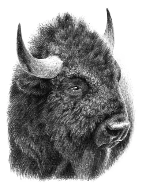 Retrato Monocromático Bisonte Búfalo Isolado Bacground Branco Desenho Com Lápis — Fotografia de Stock