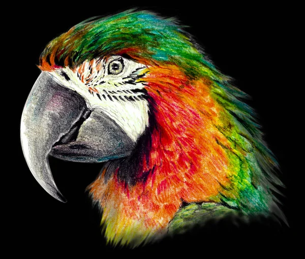 Farbskizze Parrot Profil Auf Schwarzem Hintergrund Detaillierte Bleistiftzeichnung — Stockfoto