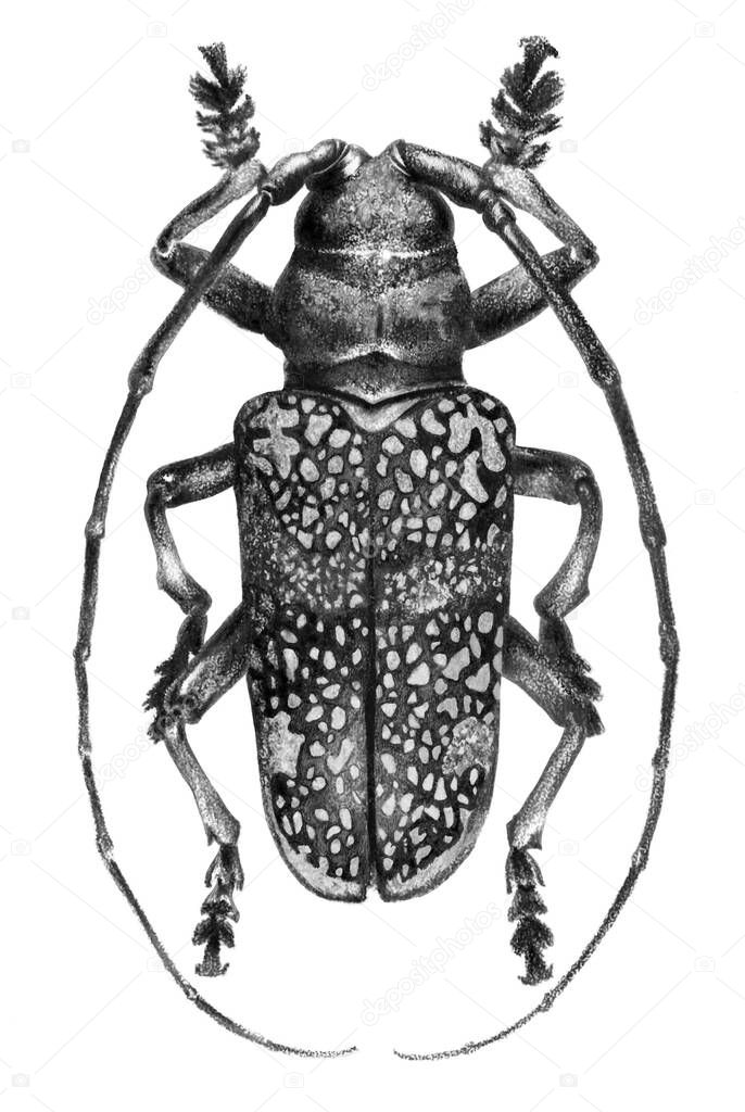 Monochrome drawing of a beetle on a white background. Realistic hand drawing