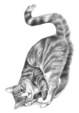 Beyaz arka planda izole edilmiş tüylü kedi figürü. Tek renkli kalem çizimi, komik kedi..