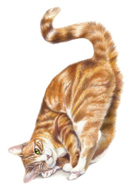 Beyaz arka planda izole edilmiş kırmızı kedi figürü. Renkli kalem çizimi, komik kedi.