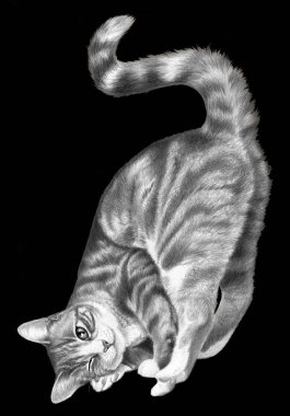 Siyah arka planda izole edilmiş tüylü kedi figürü. Tek renkli kalem çizimi, komik kedi. Sanat eserleri