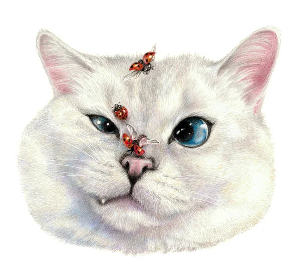 Tatminsiz kedi, uğur böcekleri etrafta uçar. Bir kedinin yüzünün renkli çizimi. Beyaz arka planda izole edilmiş. Kalem çizimi