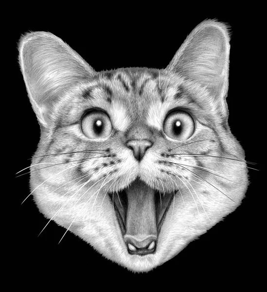 Retrato Monocromático Gato Feliz Sobre Fondo Negro Dibujo Con Lápices —  Fotos de Stock