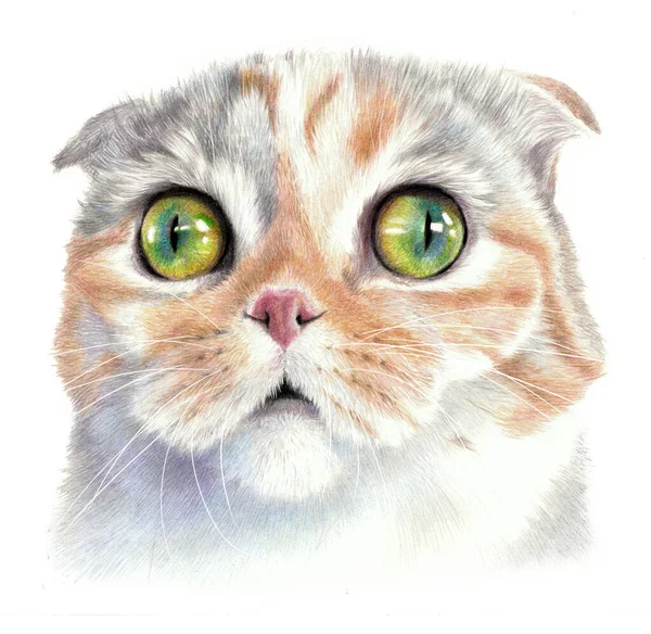 一只长着大眼睛的惊讶的猫 猫脸的颜色草图 因白人背景而被隔离 — 图库照片