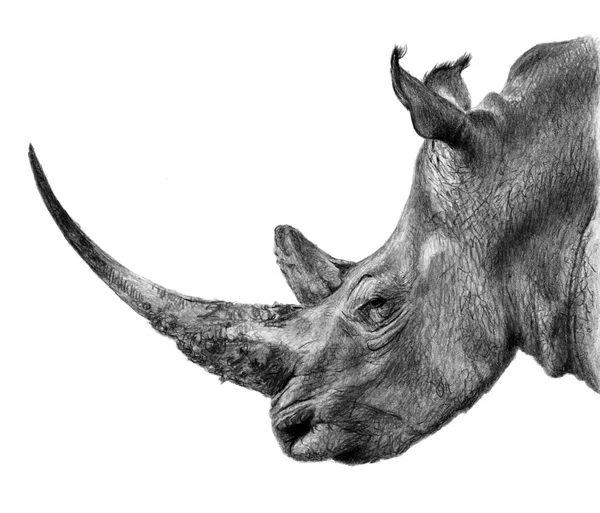 Rhino Profile Pencil Illustration Isolated White Background Realistic Drawing — Stock Photo, Image
