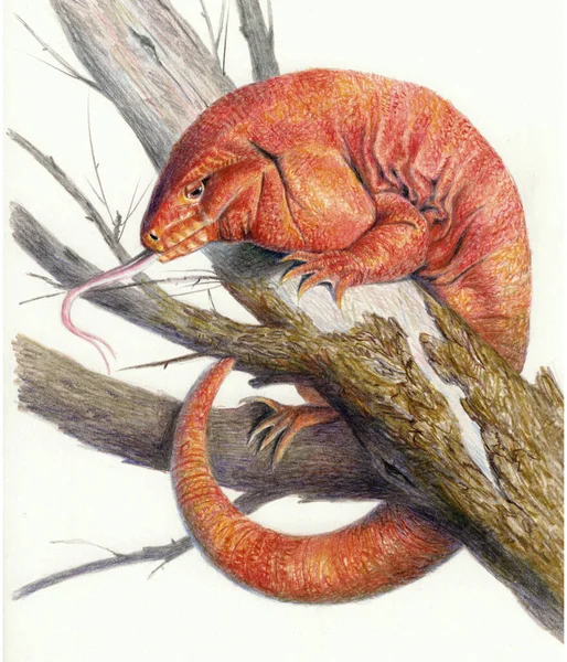 红鬣蜥坐在树枝上 在白色背景上孤立的彩绘草图 现实的蜥蜴画 — 图库照片