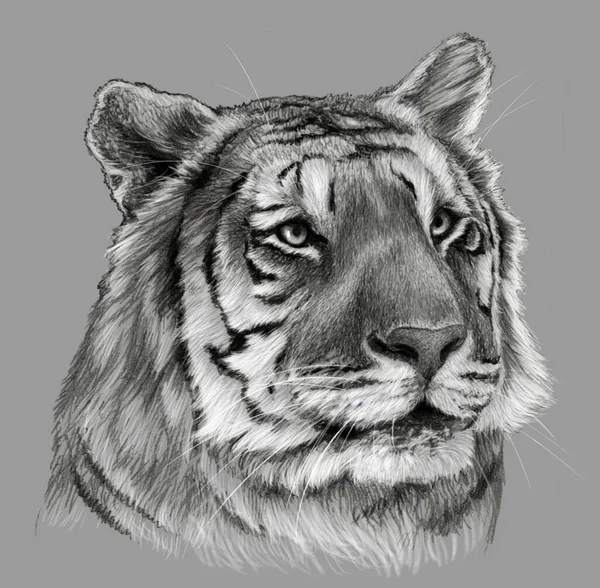 Tête Tigre Isolée Sur Fond Gris Dessin Crayon Image Monochrome — Photo