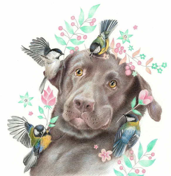 Überraschten Labrador Und Kleine Vögel Realistische Zeichnung Eines Hundes Und — Stockfoto