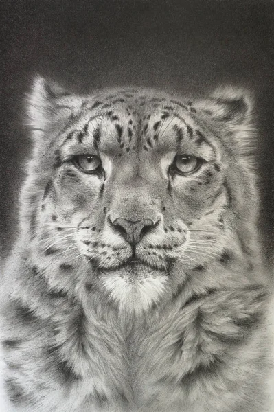 Retrato Leopardo Nieve Dibujo Realista — Foto de Stock