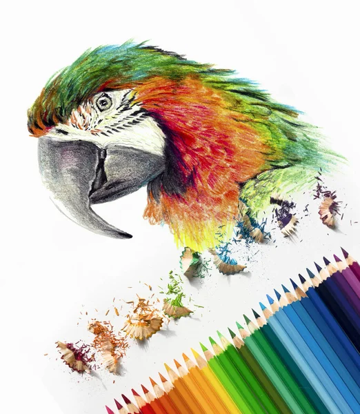 Color drawing of a macaw parrot head on white background. Colored watercolor pencils, photography art materials. Sketch in progress