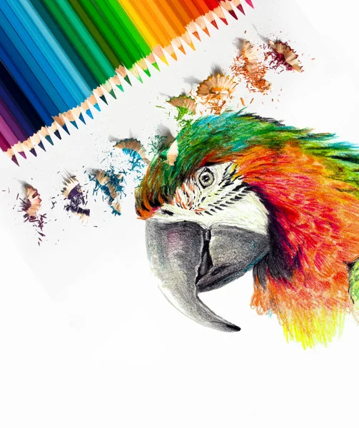 Dibujo Color Una Cabeza Loro Guacamayo Lápices Acuarela Colores Materiales — Foto de Stock