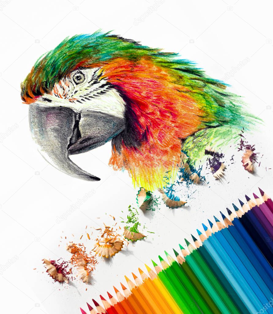 Color drawing of a macaw parrot head on white background. Colored watercolor pencils, photography art materials. Sketch in progress