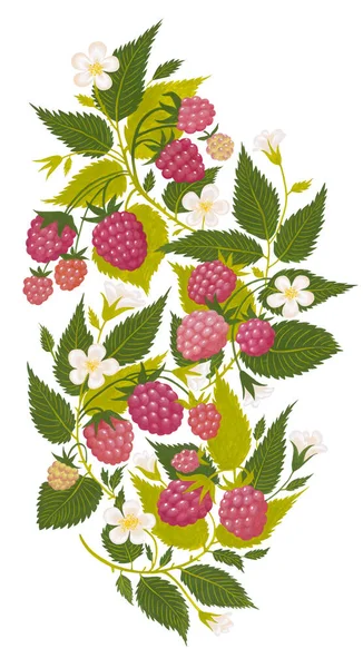Hand Drawn Raspberry Ornament Isolated White Background Art Painting Warm — Stock Photo, Image