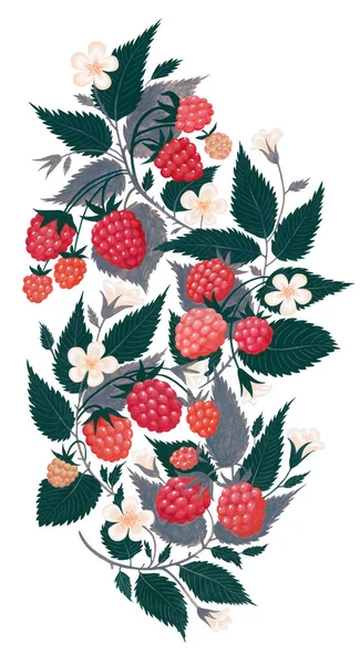 Hand Drawn Raspberry Ornament Isolated White Background Art Painting Cold — Stock Photo, Image