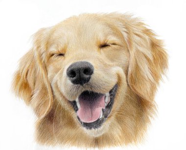 Mutlu bir labrador av köpeğinin gerçekçi portresi. Beyaz arka planda izole edilmiş kum renkli bir köpeğin el çizimi.
