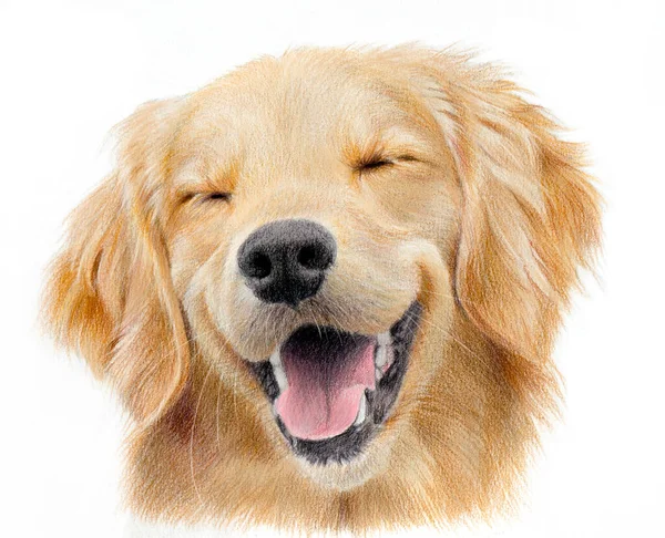 Retrato Realista Feliz Labrador Retriever Desenho Desenhado Mão Uma Cabeça — Fotografia de Stock