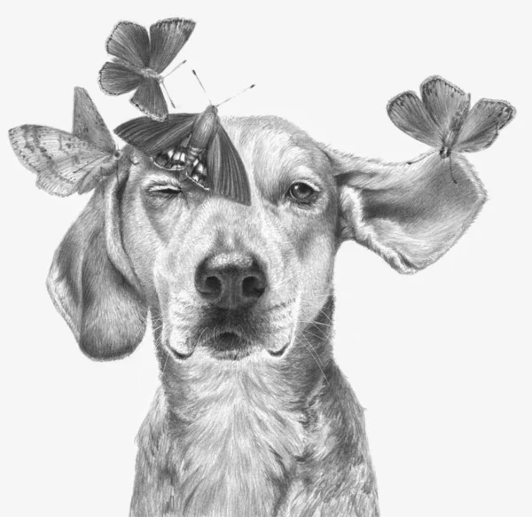 Retrato Monocromático Cão Com Borboletas Isoladas Fundo Branco Desenho Lápis — Fotografia de Stock