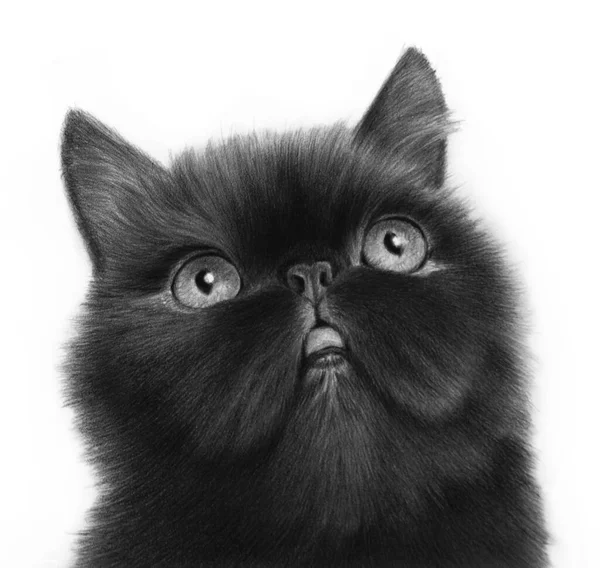 Гипер Реалистичный Монохромный Портрет Черной Кошки Изолированный Белом Фоне — стоковое фото